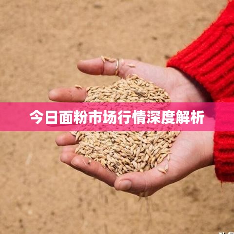 今日面粉市场行情深度解析