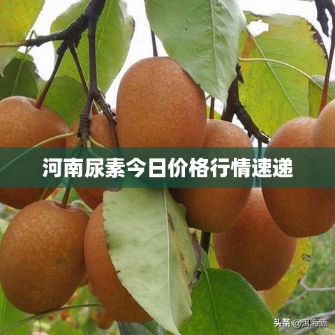 河南尿素今日价格行情速递
