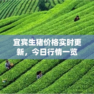 宜宾生猪价格实时更新，今日行情一览