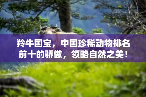 羚牛国宝，中国珍稀动物排名前十的骄傲，领略自然之美！