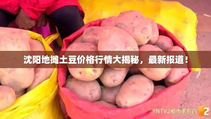 沈阳地摊土豆价格行情大揭秘，最新报道！