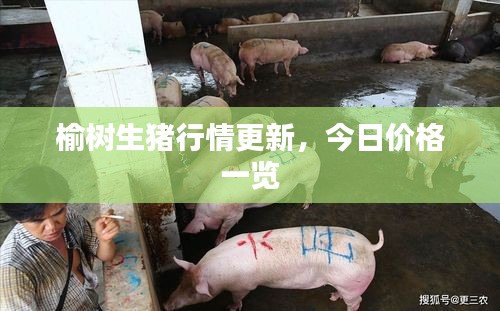 榆树生猪行情更新，今日价格一览