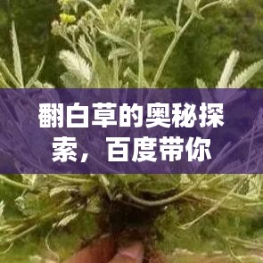 翻白草的奥秘探索，百度带你揭开神秘面纱