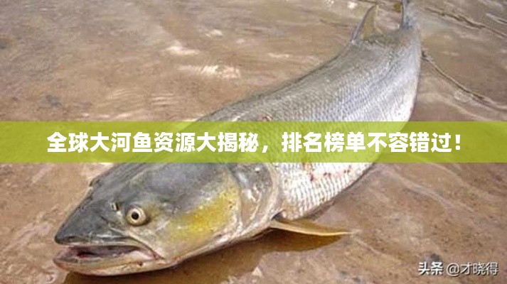 全球大河鱼资源大揭秘，排名榜单不容错过！