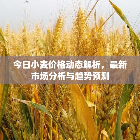 今日小麦价格动态解析，最新市场分析与趋势预测