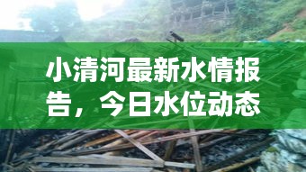 小清河最新水情报告，今日水位动态一网打尽！