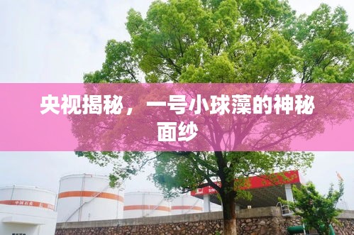 央视揭秘，一号小球藻的神秘面纱