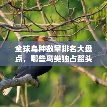 全球鸟种数量排名大盘点，哪些鸟类独占鳌头？