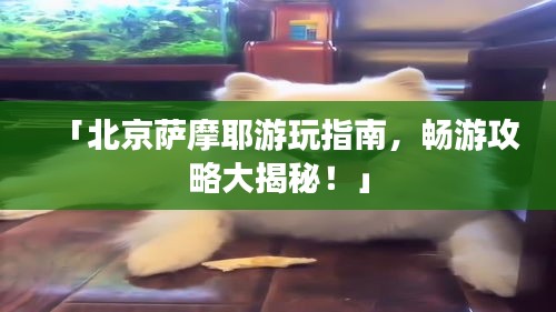 「北京萨摩耶游玩指南，畅游攻略大揭秘！」