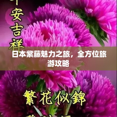 日本紫藤魅力之旅，全方位旅游攻略
