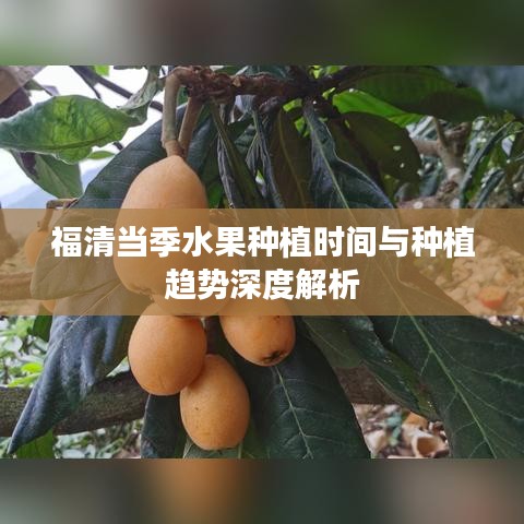 福清当季水果种植时间与种植趋势深度解析