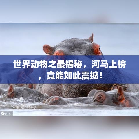 世界动物之最揭秘，河马上榜，竟能如此震撼！