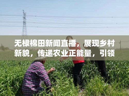 无棣棉田新闻直播，展现乡村新貌，传递农业正能量，引领乡村振兴之路