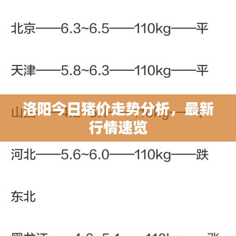 洛阳今日猪价走势分析，最新行情速览