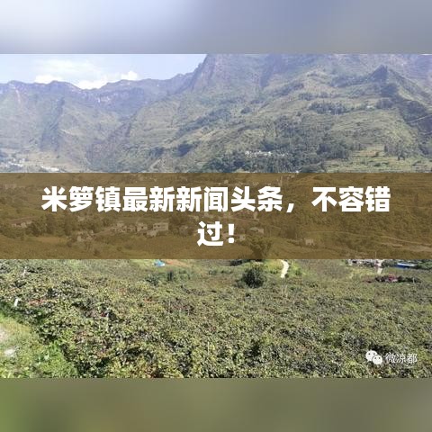 米箩镇最新新闻头条，不容错过！