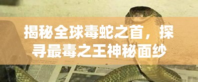 揭秘全球毒蛇之首，探寻最毒之王神秘面纱