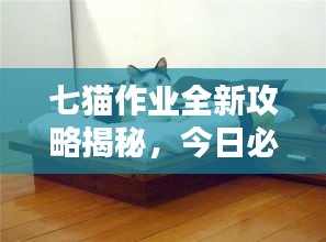 七猫作业全新攻略揭秘，今日必看不容错过的秘籍！