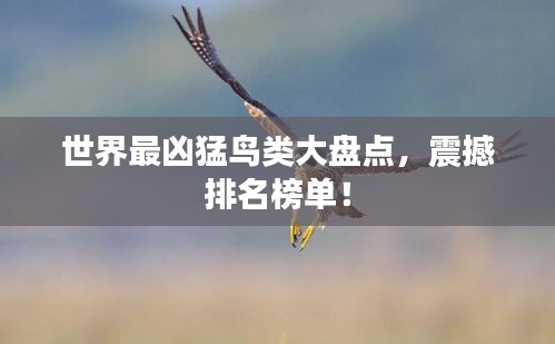 世界最凶猛鸟类大盘点，震撼排名榜单！