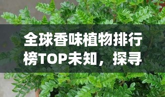 全球香味植物排行榜TOP未知，探寻散发芬芳的绿意世界