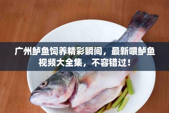 广州鲈鱼饲养精彩瞬间，最新喂鲈鱼视频大全集，不容错过！