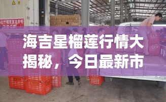 海吉星榴莲行情大揭秘，今日最新市场动态报道