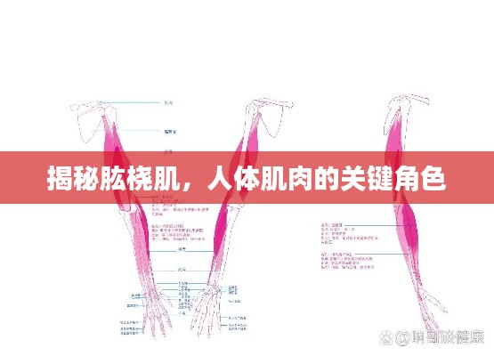 揭秘肱桡肌，人体肌肉的关键角色