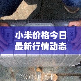 小米价格今日最新行情动态