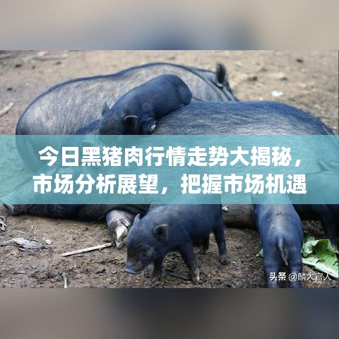 今日黑猪肉行情走势大揭秘，市场分析展望，把握市场机遇！