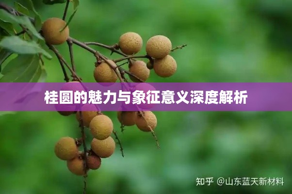 桂圆的魅力与象征意义深度解析