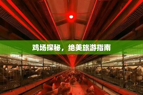 鸡场探秘，绝美旅游指南