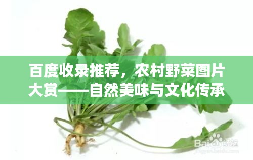 百度收录推荐，农村野菜图片大赏——自然美味与文化传承的完美结合