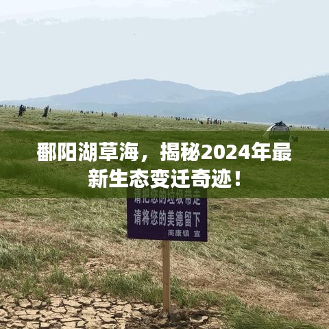 鄱阳湖草海，揭秘2024年最新生态变迁奇迹！