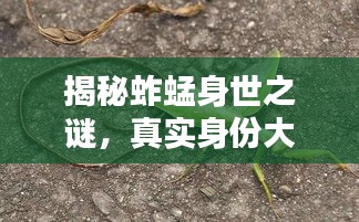 揭秘蚱蜢身世之谜，真实身份大揭秘！百度答案揭晓！