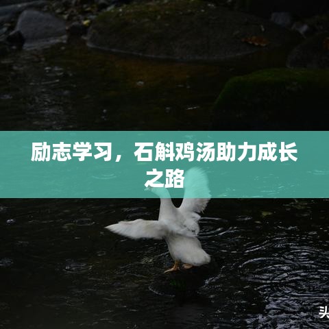 励志学习，石斛鸡汤助力成长之路