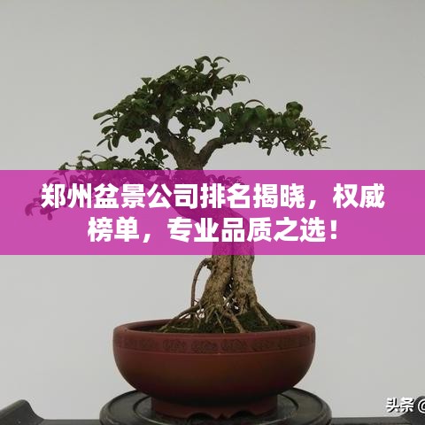 郑州盆景公司排名揭晓，权威榜单，专业品质之选！