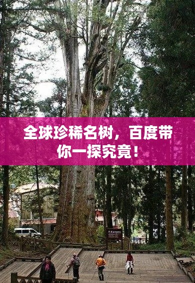 全球珍稀名树，百度带你一探究竟！