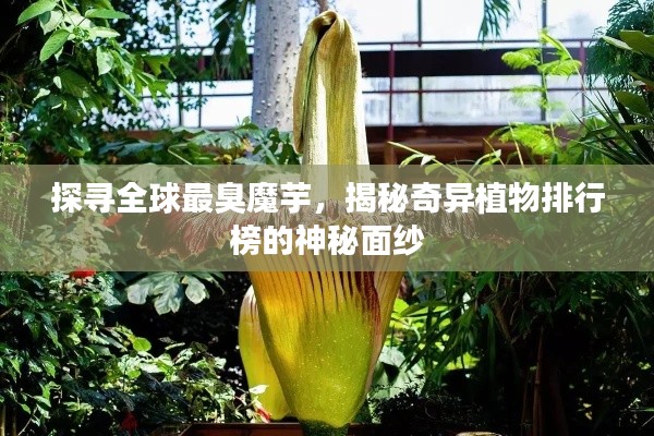 探寻全球最臭魔芋，揭秘奇异植物排行榜的神秘面纱