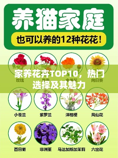 家养花卉TOP10，热门选择及其魅力