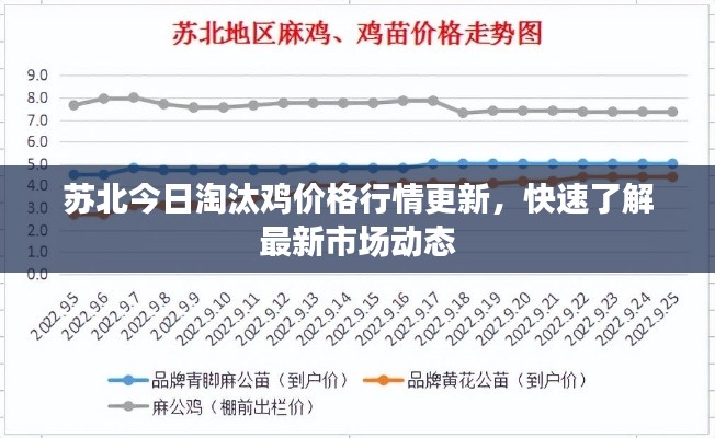 苏北今日淘汰鸡价格行情更新，快速了解最新市场动态