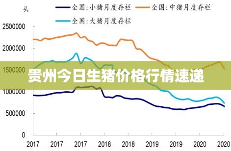 贵州今日生猪价格行情速递