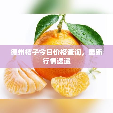 德州桔子今日价格查询，最新行情速递