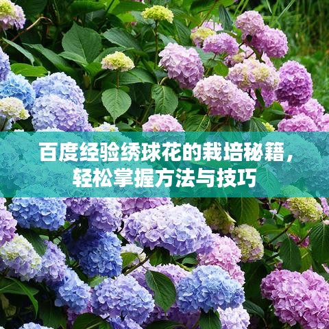 百度经验绣球花的栽培秘籍，轻松掌握方法与技巧