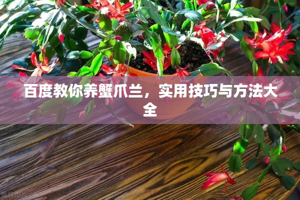 百度教你养蟹爪兰，实用技巧与方法大全