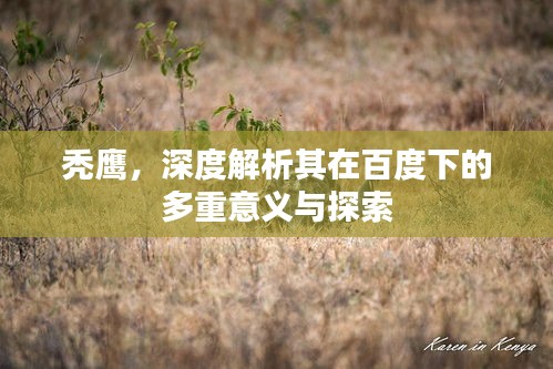 秃鹰，深度解析其在百度下的多重意义与探索