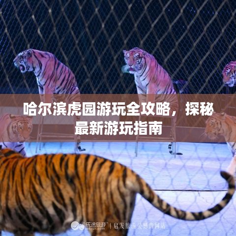 哈尔滨虎园游玩全攻略，探秘最新游玩指南