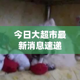 今日大超市最新消息速递