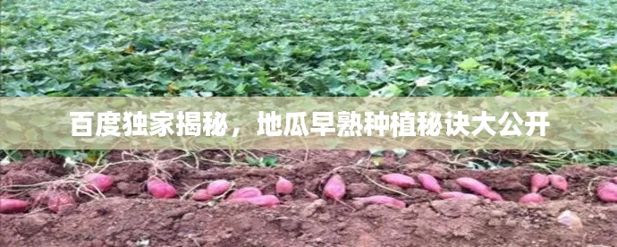 花容月貌