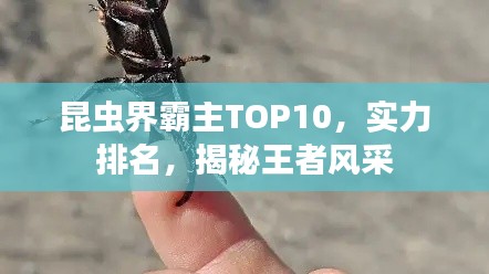 昆虫界霸主TOP10，实力排名，揭秘王者风采