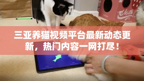 三亚养猫视频平台最新动态更新，热门内容一网打尽！