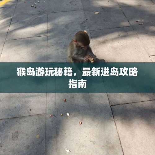 猴岛游玩秘籍，最新进岛攻略指南